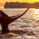 Illustration for article titled Japan Unveils Its Plan To Save The Whales, By Killing Them